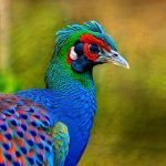 Feathered Friends: The Compatibility of Peacocks and Chickens