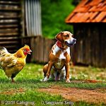 Guard Your Chickens: Discover the Best Fencing to Keep Dogs at Bay