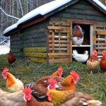 Brrr! Keeping Chickens Warm: Essential Tips for Winter Coop Care