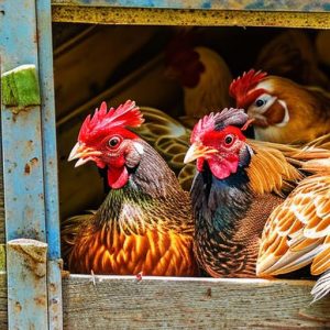 Maximizing Coop Time: Can I Safely Keep Chickens in the Coop for a Week