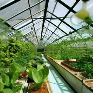 Maximizing Your Aquaponic Greenhouse: Discover if Chickens Can Join the Ecosystem