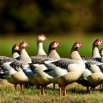 Maximizing Your Flock: Can You Successfully Keep Geese with Chickens