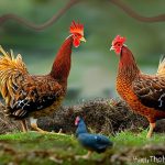 Protect Your Flock: How to Safeguard Your Chickens from Snakes