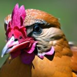 The Surprising Benefits of Keeping Chickens as Pets
