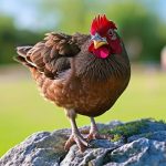 The Ultimate Beginner’s Guide to Raising Chickens in Texas: Everything You Need to Know