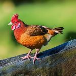 The Ultimate Beginner’s Guide to Keeping Chickens: Everything You Need to Know