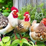 The Ultimate Guide to the Best Chickens for Your Garden: Top Picks for a Productive and Beautiful Flock
