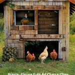 The Ultimate Guide: Keeping Chickens Out of Your Yard