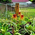 The Ultimate Chicken-Proof Fence: Keeping Your Garden Safe and Flourishing