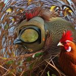 Ultimate Guide: Expert Advice on Keeping Chickens