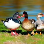 The Ultimate Guide to Keeping Ducks and Chickens Together: Finding the Best Duck Breed for Your Flock
