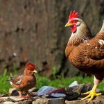 Uncovering Battle Creek’s Backyard Chicken Laws: What You Need to Know