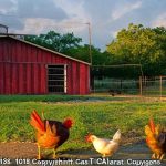 Unlocking the Secret of Austin’s Municipal Code: Everything You Need to Know about Keeping Hogs and Chickens