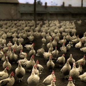 Urgent Call: Why Keeping Chickens During WWII Was Vital for Survival