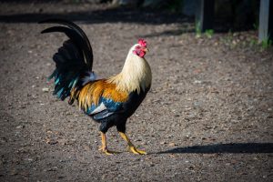 Photo a kid's guide to keeping chickens amazon