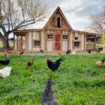 Photo is it cruel to keep chickens in a coop