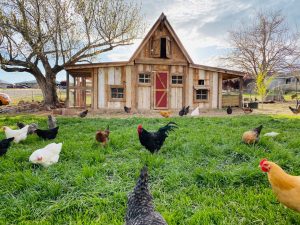 Photo is it cruel to keep chickens in a coop