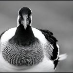The Beauty of Black and White Goose Breeds: Exploring These Stunning Birds