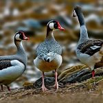 Beware: The Aggressive Nature of Geese Breeds