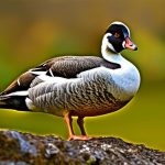 Breeder’s Choice: The Top Breed of Geese Revealed