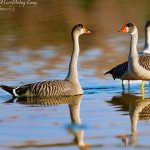 The Art of Breeding Dewlap Toulouse Geese: Tips and Techniques for Success