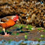 Discover the Guidelines for Keeping Chickens in New Jersey: Can You Keep Chickens in New Jersey