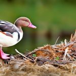 Discover the Best Egg-Laying Duck Breeds for Your Flock