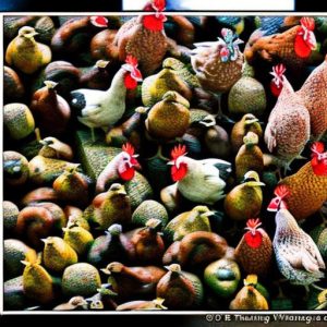 Discover the Possibility: Keeping Chickens in NYC