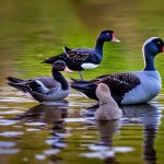 Discover the Diverse Breeds of Black Geese Found in Missouri