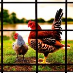 Discover the Rules and Benefits of Keeping Chickens within Decatur, AL City Limits