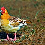 Discover the Rules and Benefits of Raising Chickens in Gulfport, Mississippi