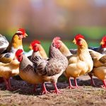 Discover the Joys of Raising Chickens in Bristol WI: A Guide for Aspiring Chicken Keepers