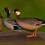 Discover Unique Breeds of Brown Geese: A Fascinating and Diverse Group