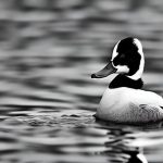 Discover the Fascinating World of Black and White Domestic Duck Breeds