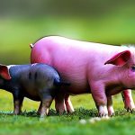 Discover the Surprising Benefits of Keeping Chickens and Pigs Together – Can It Really Work