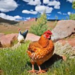 Discover the Joys of Raising Chickens in Colorado Springs: Everything You Need to Know