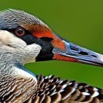 Discover the Fascinating World of Rare Geese Breeds: A Comprehensive Guide