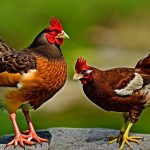 Discover the Legalities of Keeping Chickens in PA: Can You Have Your Own Flock