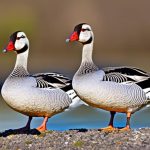 Discover the Top Breeds of Guard Geese for Your Property Protection