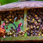 Discover the Charm of Keeping Chickens in a Grape Arbour: Can You Do It