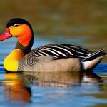 Discover the Diverse Duck Breeds Found in Texas