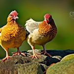 Discover the Benefits and Challenges of Raising Just Two Chickens – Can You Keep Just Two