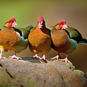 Discover the Perfect Harmony: Keeping Guineas with Chickens