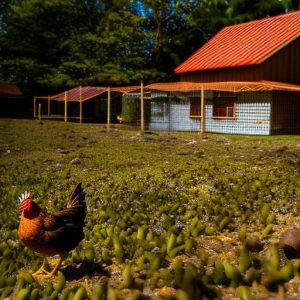 Discover the Gold Coast: A Paradise for Keeping Chickens