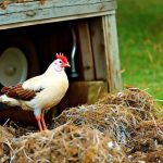 Discover the Joys of Raising Chickens in Highlands County: Is It Possible