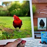 Discover the Ultimate Guide to Keeping Chickens as Pets in Los Angeles