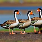 Discover the Fascinating and Diverse African Geese Breeds