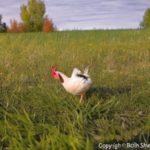 Discover the Joys of Keeping Chickens in Winnipeg: What You Need to Know