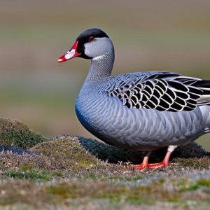 Discover the Fascinating World of Grey Geese Breeds