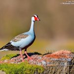Discover the Fascinating World of Ornamental Geese Breeds: A Guide to Unique and Beautiful Avian Varieties
